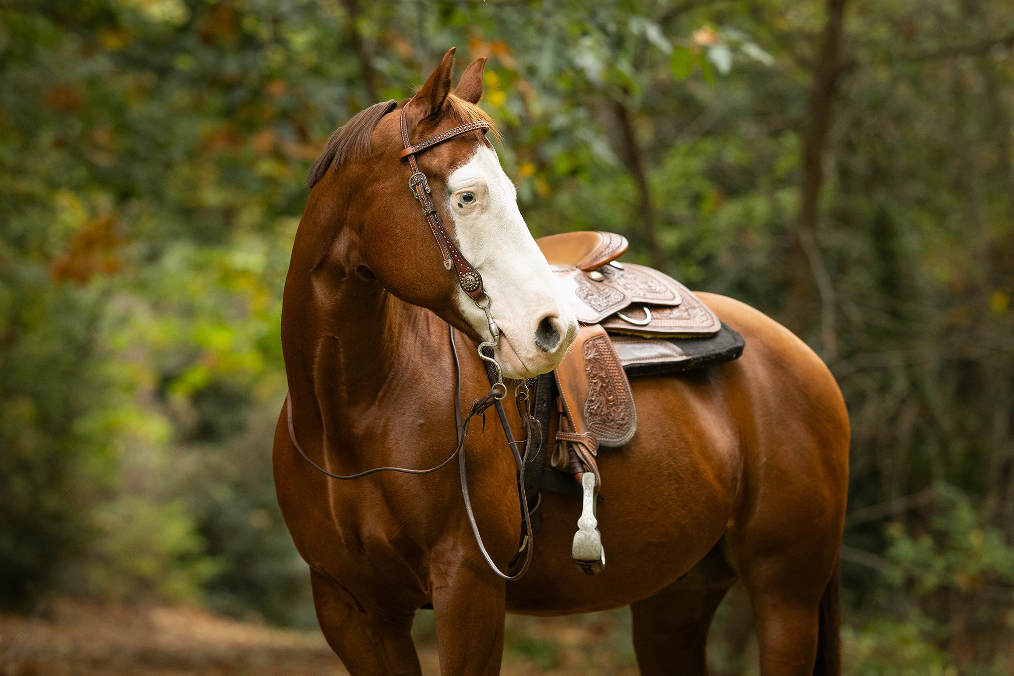 Paard met roze huid