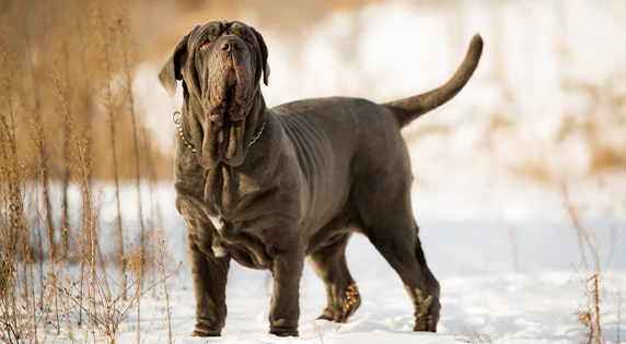 Mastino Napoletano