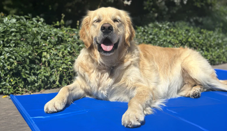 Hund auf Kühlmatte