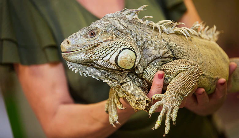 Reptiles et vétérinaire