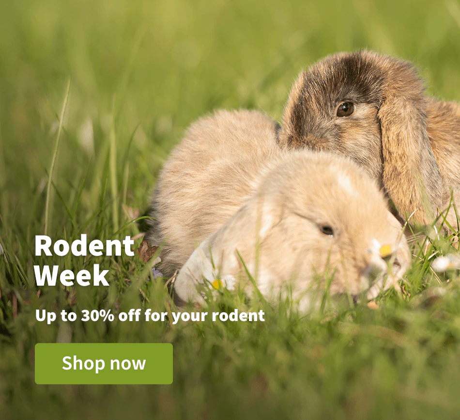 Rodent Week