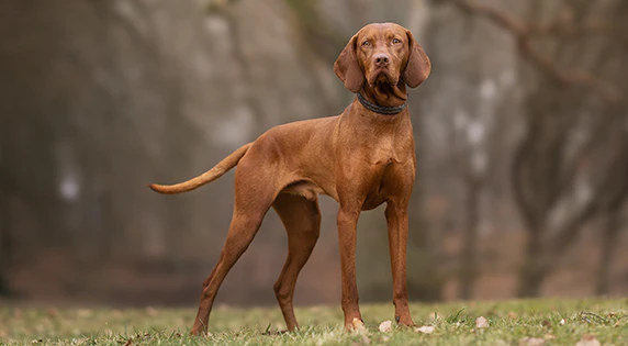 Vizslador