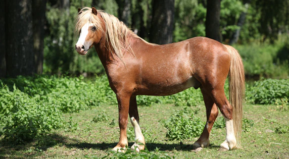 Welsh Pony