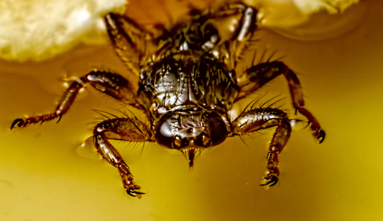 La mouche plate du cerf 