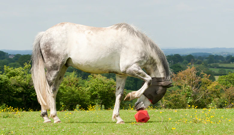paard met snackbal op de weide