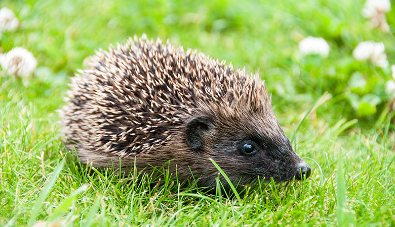 egel