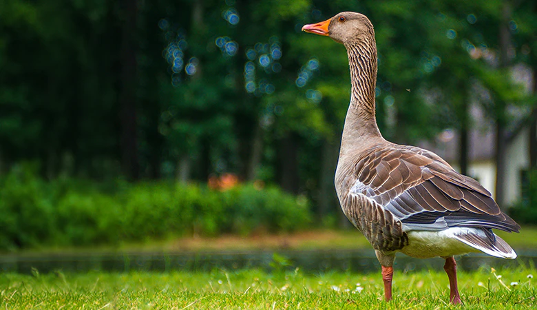 gans