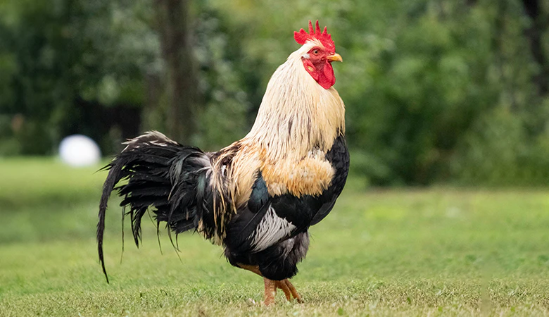 haan