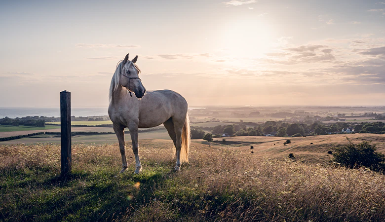 paard in een wei