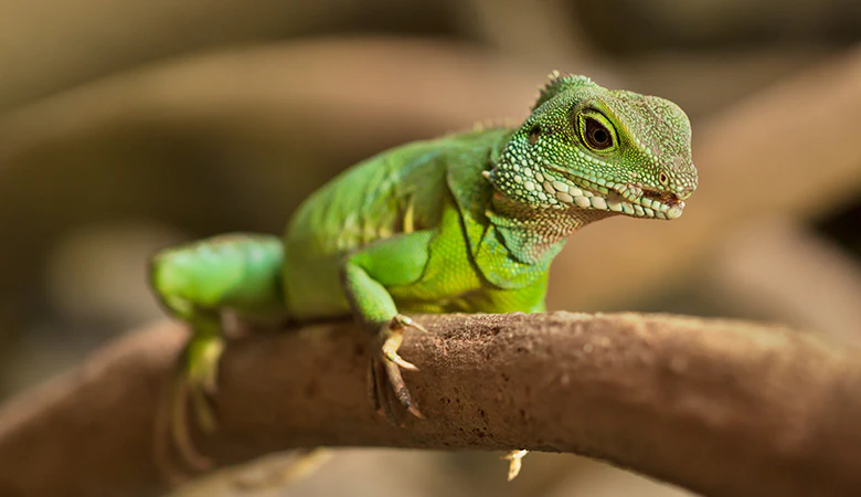 Types de reptiles