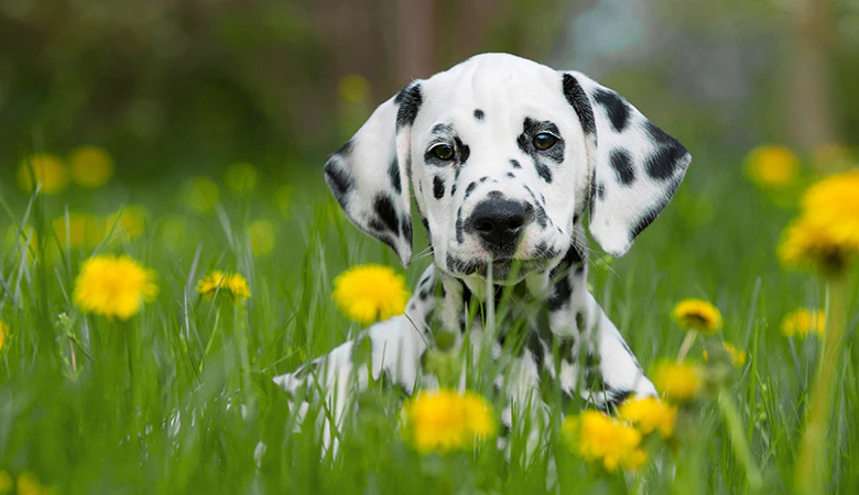 Chiot dalmatien assis dans l'herbe avec des pissenlits