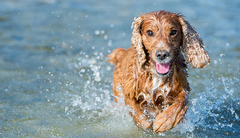 Cocker Spaniel rent door het water