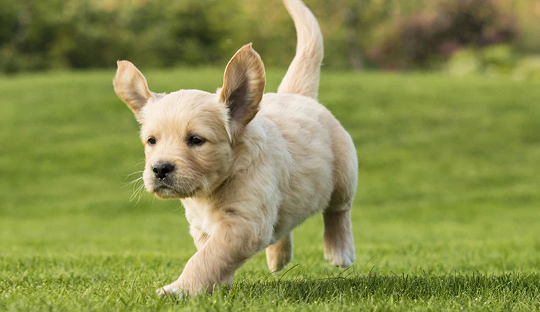 Blonde Labrador pup rent door gras