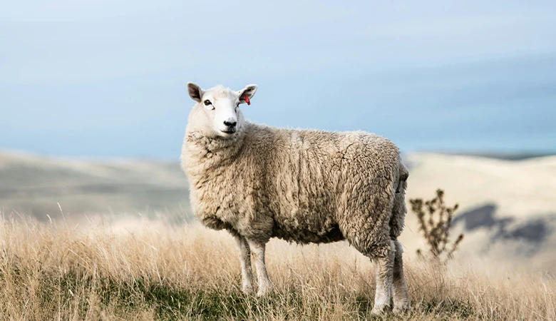 schaap