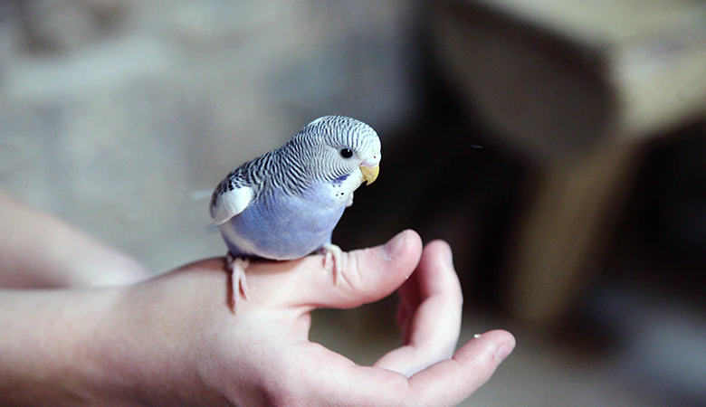 Wellensittich sitzt auf einer Hand