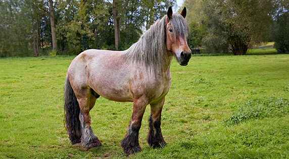 Belgisches Kaltblut