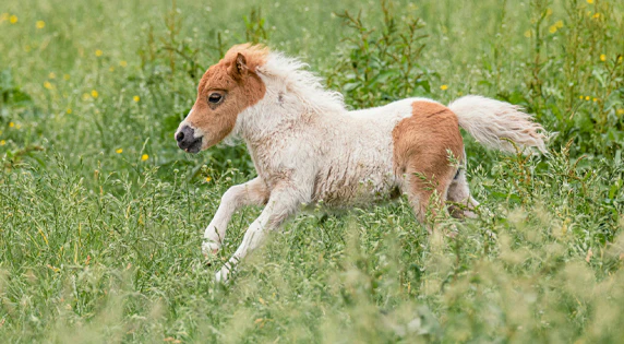 Falabella