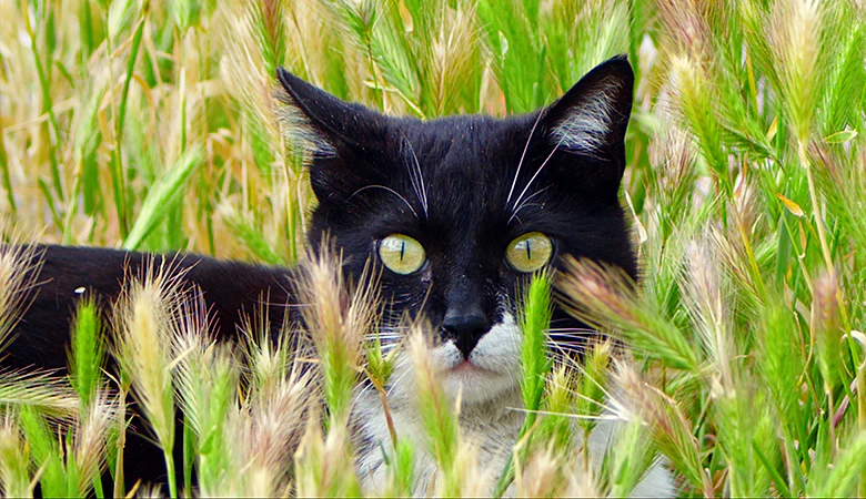 Katze liegt zwischen Grannen