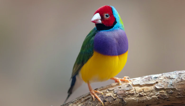 Gouldamadine