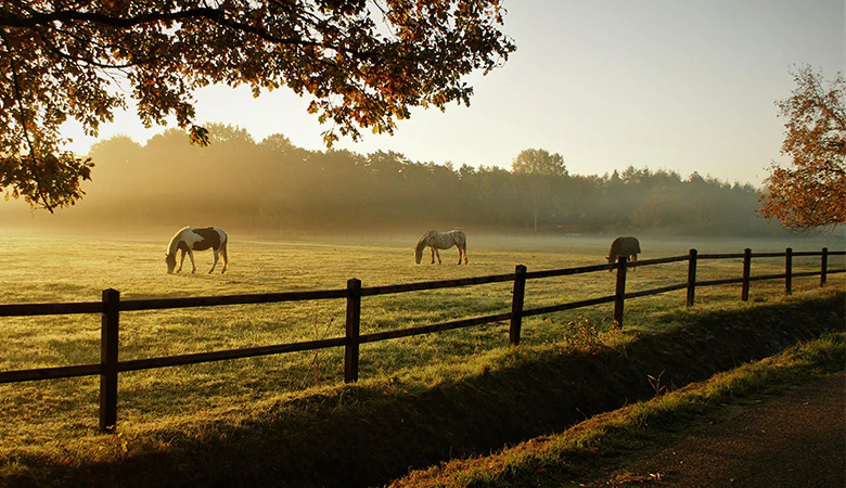grazende paarden