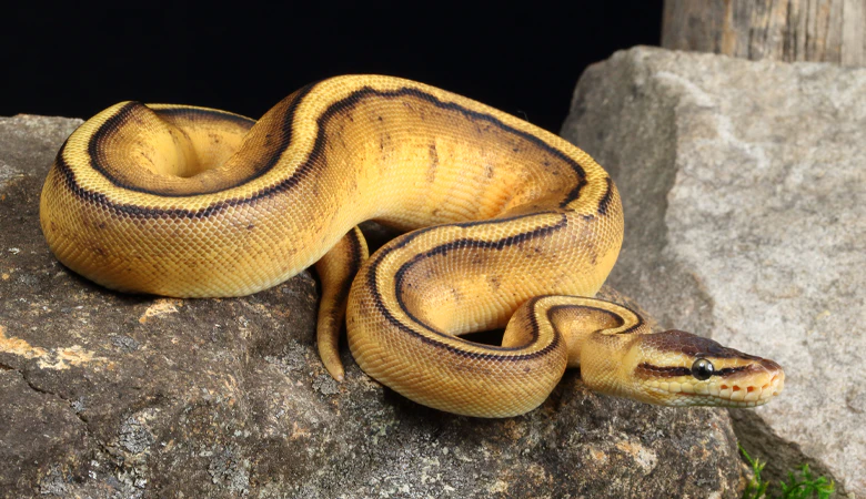 Python