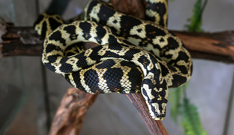 Carpet Python
