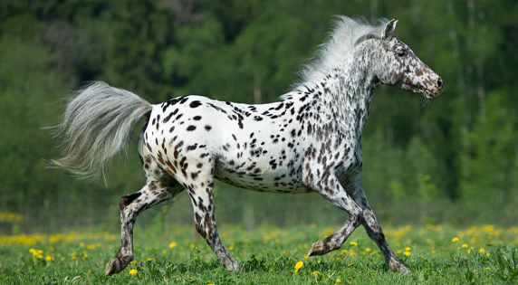 Appaloosa
