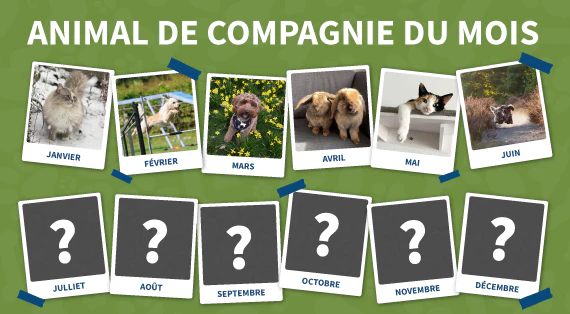 animal de compagnie du mois