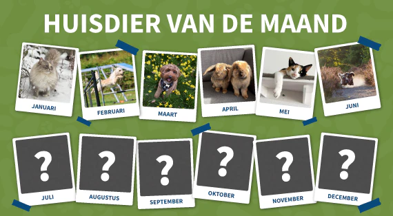 huisdier-van-de-maand