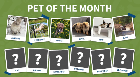 Pet of the month