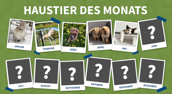 haustier-des-monats