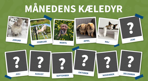 maanedens kaeledyr