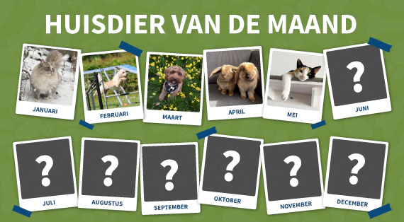 huisdier-van-de-maand