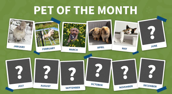 Pet of the month