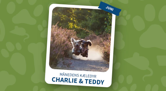 maanedens kaeledyr - juni