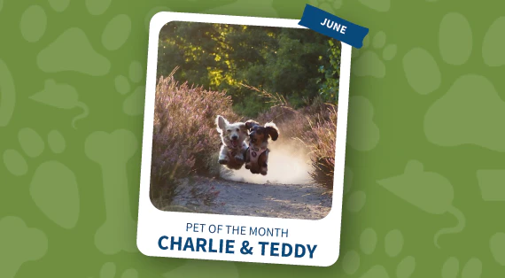 pet of the month june