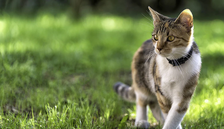 Kat loopt door het gras