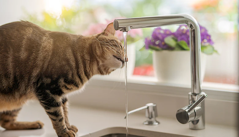 Kat drinkt uit kraan