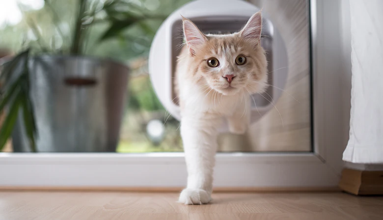 Katzenklappen