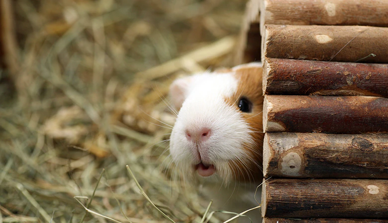 cavia in tunneltje