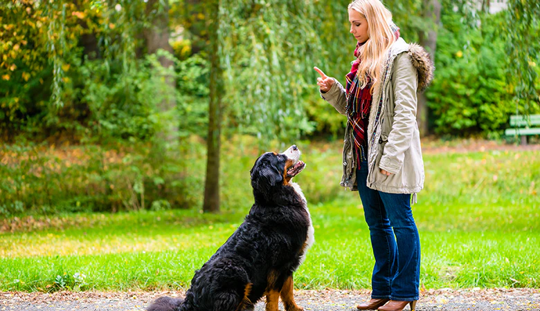 vrouw traint met Berner Sennenpup