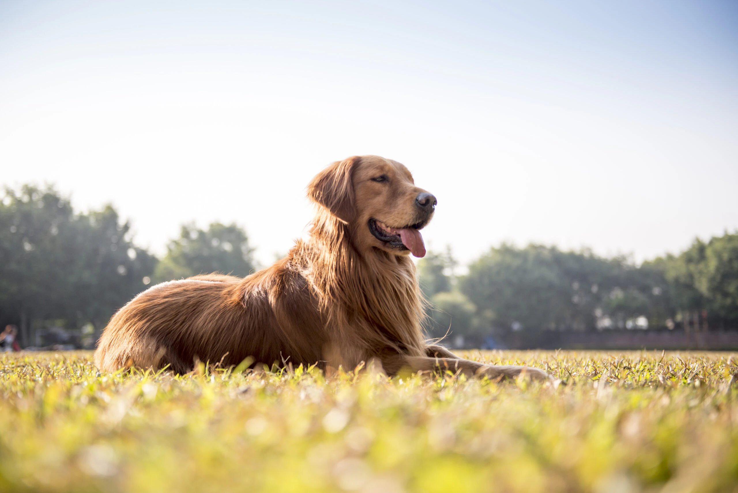 hond in de zon