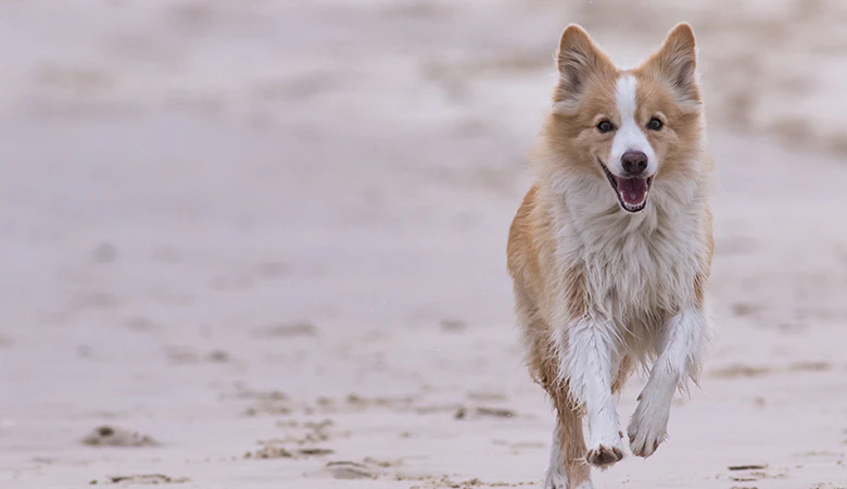 hond rent over strand