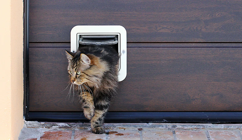 Katten tager mus med ind