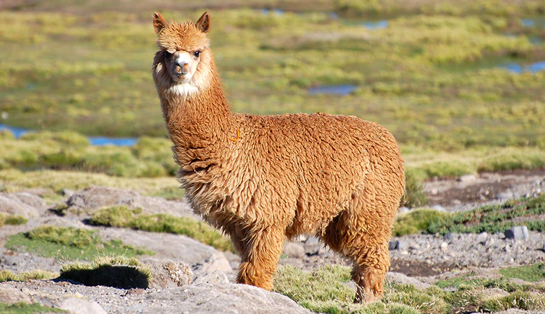 alpaca
