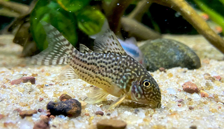 corydoras