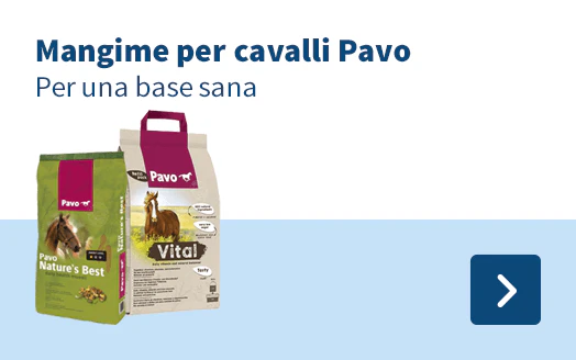 Pavo 