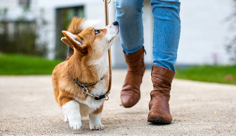 corgi kijkt naar baas aan de lijn