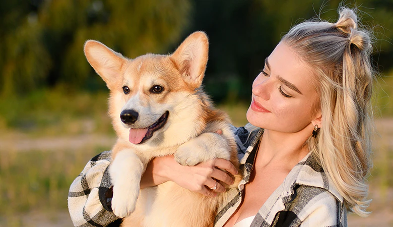lachende corgi