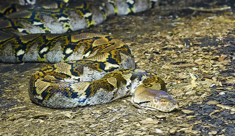 Netpython